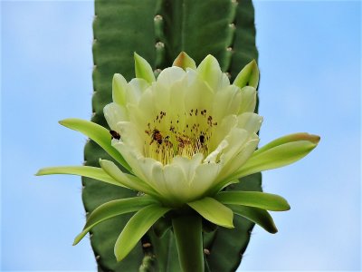 Cereus Cactus & Flower