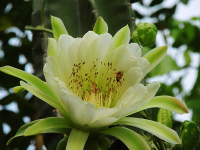 Cereus Cactus & Flower