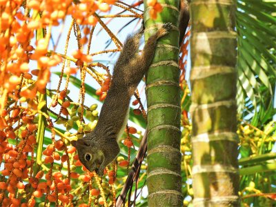 Squirrel & Areca Palm Fruit