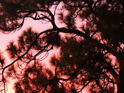 2020-08-03 Pine tree at Sunset