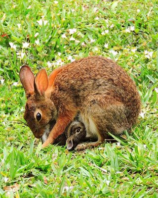 Eastern Cottontail/Kit