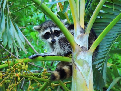 Florida Raccoon on an Areca palm