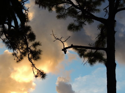 2020-08-18 Pine Tree Before Sunset