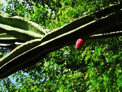 Cereus Cactus Fruit