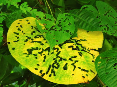 Perforated Air Potato Leaves