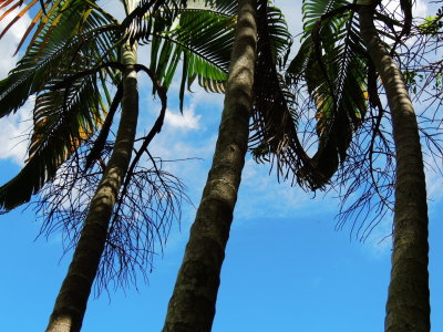 Fruitless Areca Palms