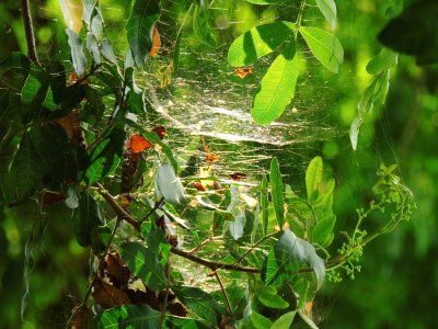 Brazilian Peppertree/Tent-web