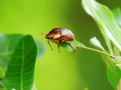 Leaf Chafer