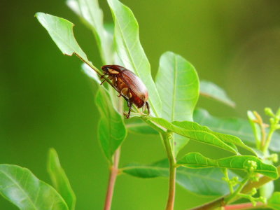 Leaf Chafer