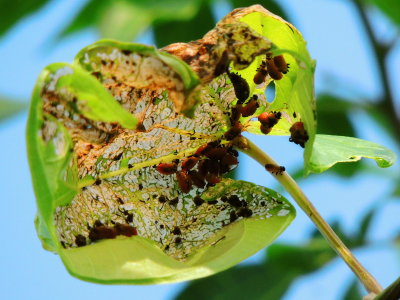 Air Potato Leaf Beetle Larvae