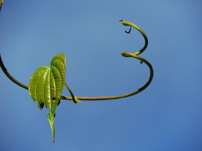 Air Potato Leaf