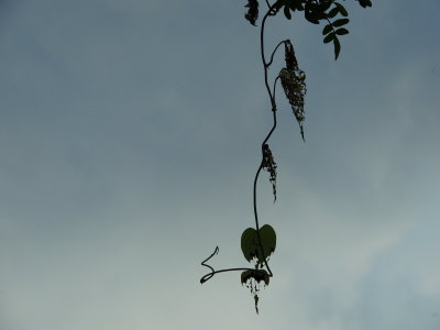 Skeletonized Air Potato Leaves