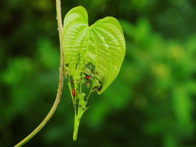 Air Potato Leaf & Air Potato Leaf Beetle Larvae