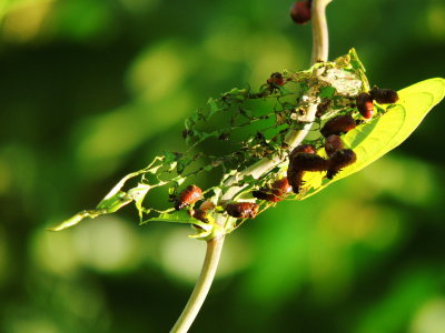 Skeletonized Air Potato Leaf/Larvae
