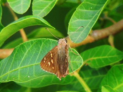 Southern Cloudywing