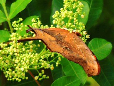 Ruddy Daggerwing