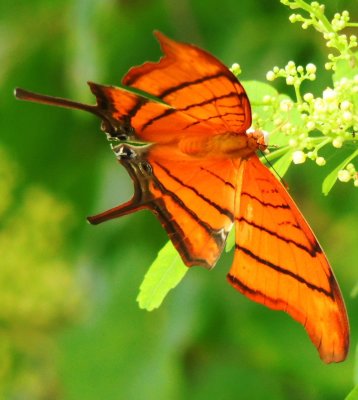 Ruddy Daggerwing