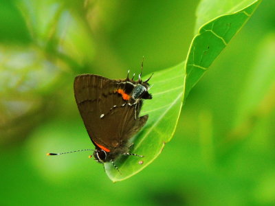 Fulvous Hairstreak