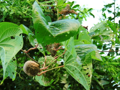 Air Potato Leaf Beetle