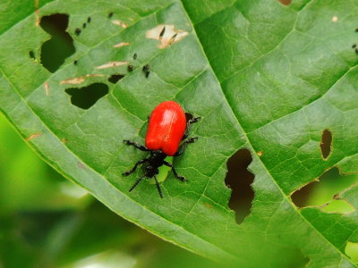 Leaf Beetles