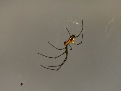Orchard Spider