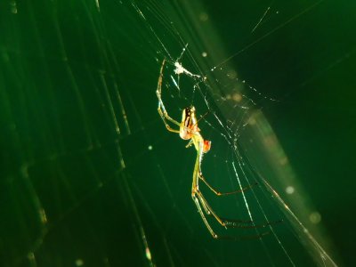Orchard Spider