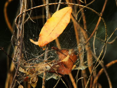 Cobweb