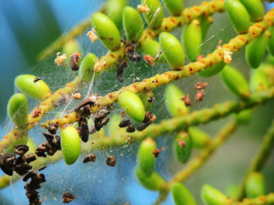 Long-Jawed Orbweaver