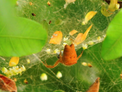 Florida Tent-web Spider