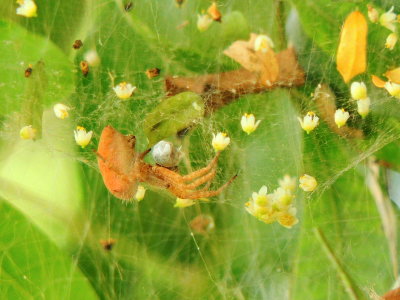 Florida Tent-web Spider
