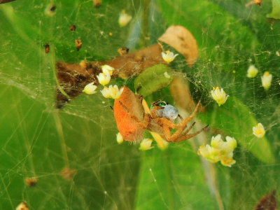 Florida Tent-web Spider