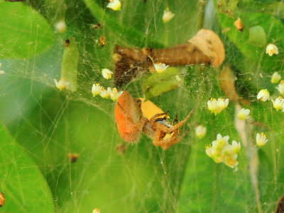  Florida Tent-web Spider