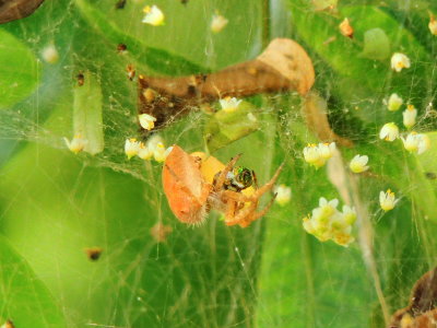 Florida Tent-web Spider