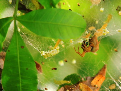 Florida Tent-web Spider