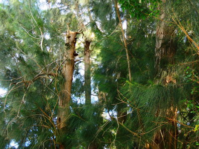Australian pine