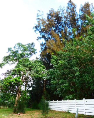 Australian pine/ Candlenut/Brazilian Peppertree