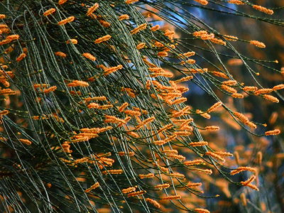 Australian pine