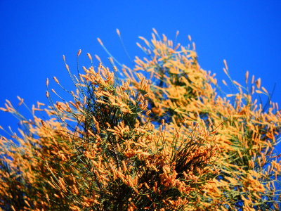 Australian pine tree flowers