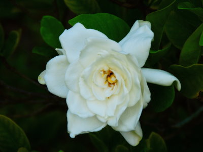 Gardenia