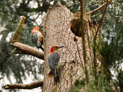  Red-bellied Woodpeckers 