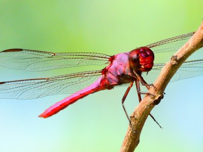 Dragonflies, Damselflies