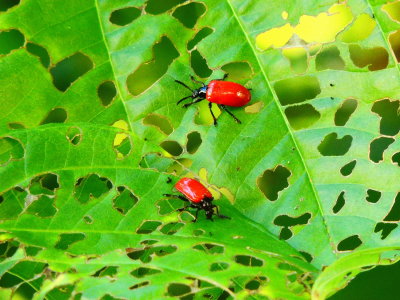 Air Potato Leaf Beetles