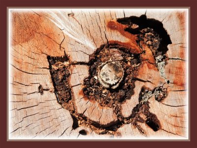 Tree stump/Creature pattern
