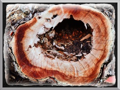 Tree stump/Hollow pattern