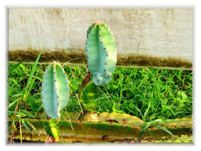 Cereus Cactus/Survival