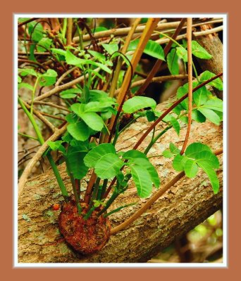 Brazilian Peppertree/Tree Parasite