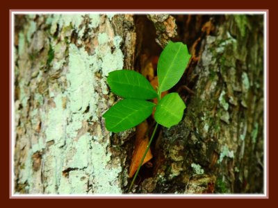 Beautiful leaf