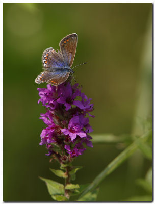 20140803_6128dfb.jpg