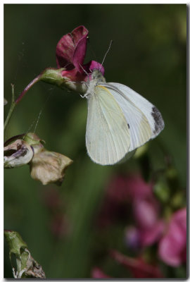 Piride du chou