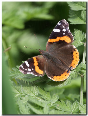 Vulcain  (Red Admiral)